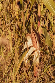 Rows of ripe corn cobs drying under the warm sunlight in a countryside field.