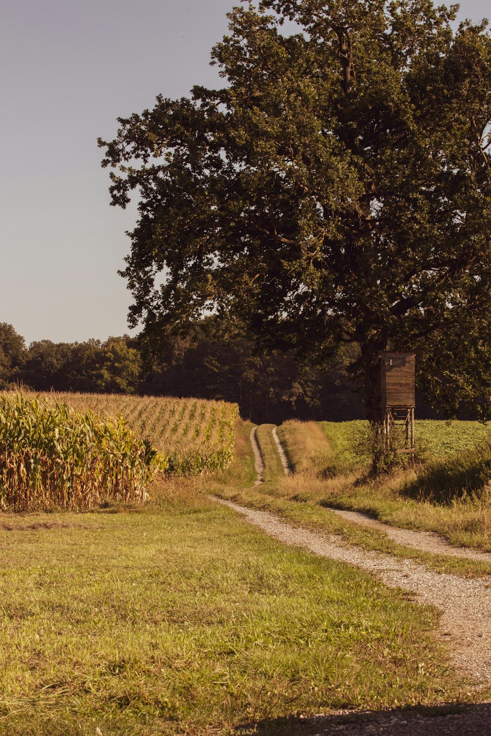 farm plants besides green tree