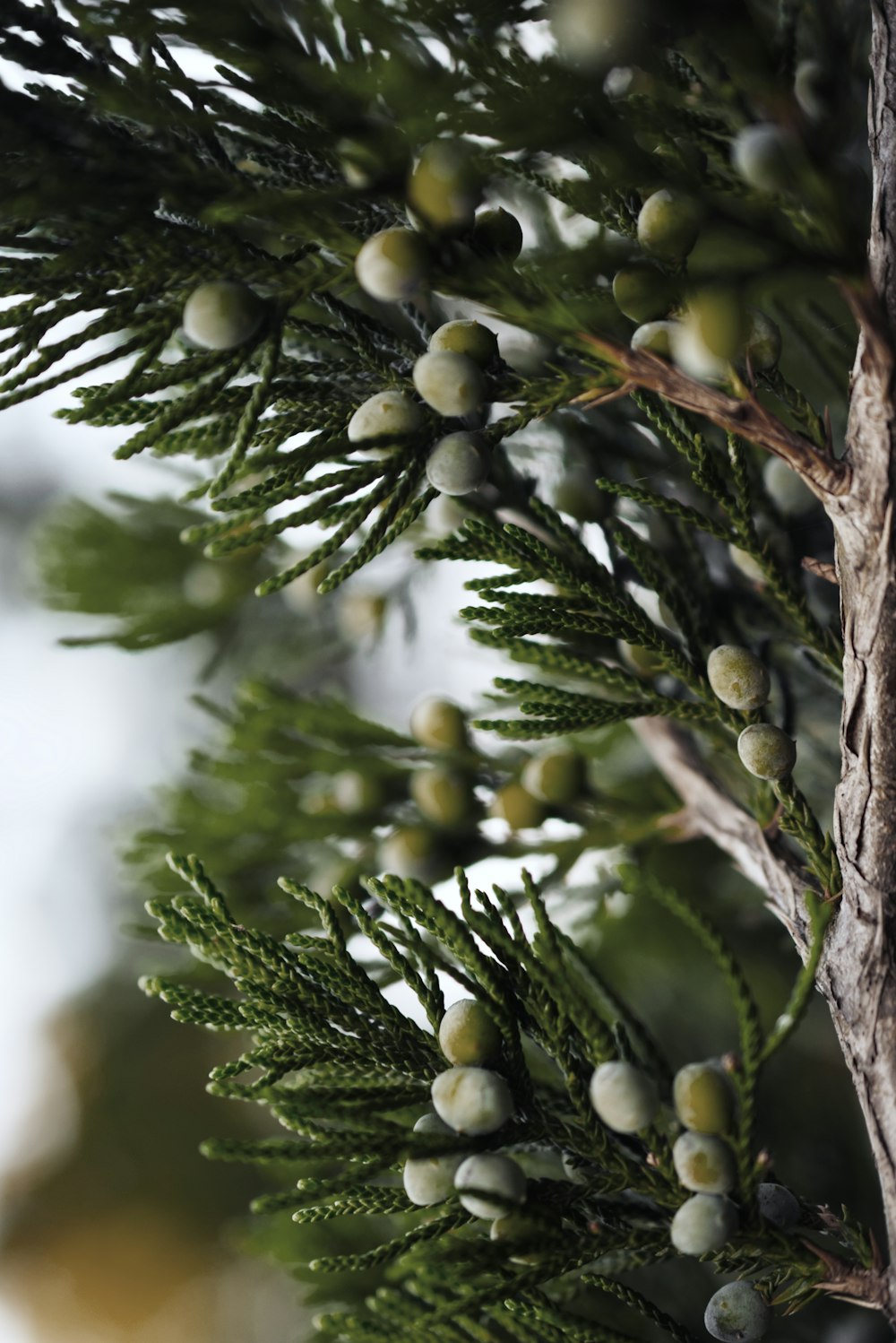 tree with green fruits