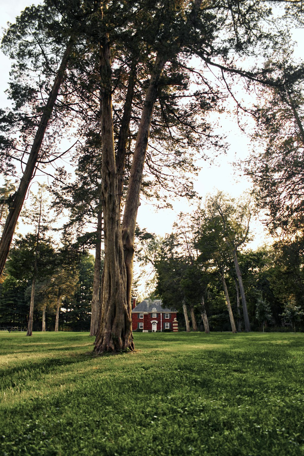 trees in front of house during day