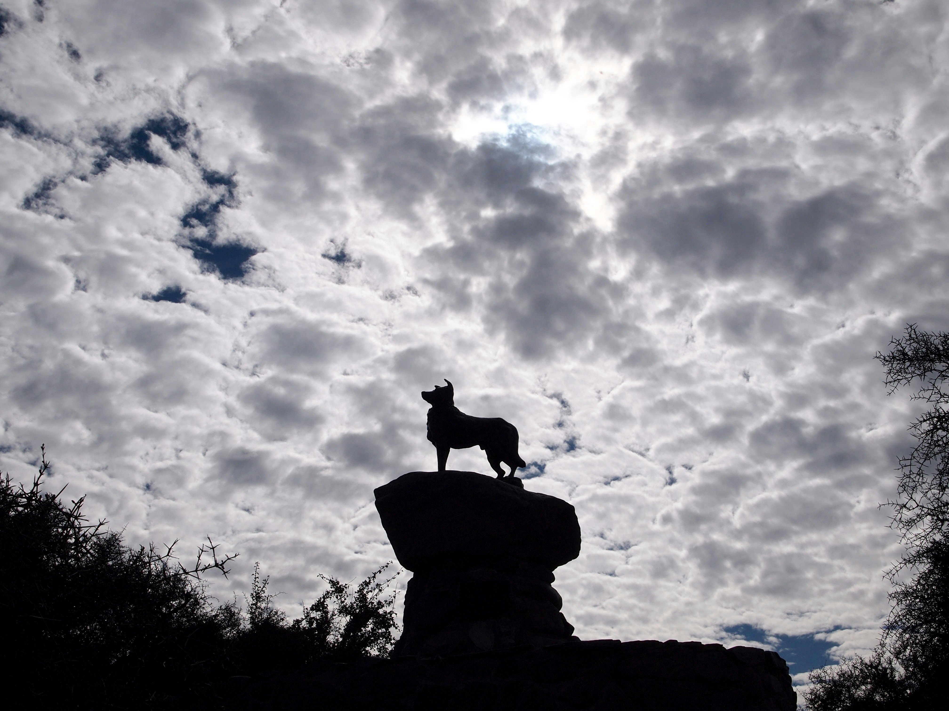 MacKenzie Sheep Dog Statue/Memorial at Lake Tekapo, New Zealand