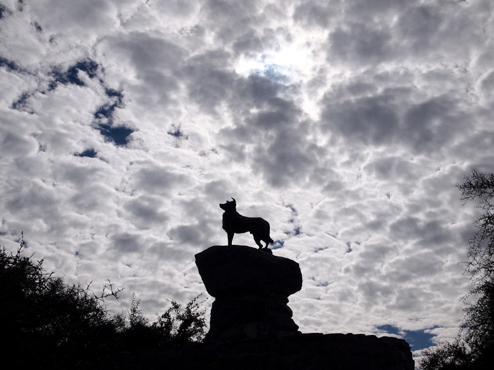 silhouette of dog standing on rock