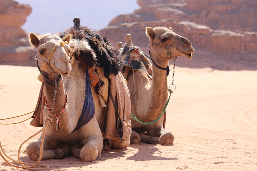 zwei sitzende braune Kamele tagsüber