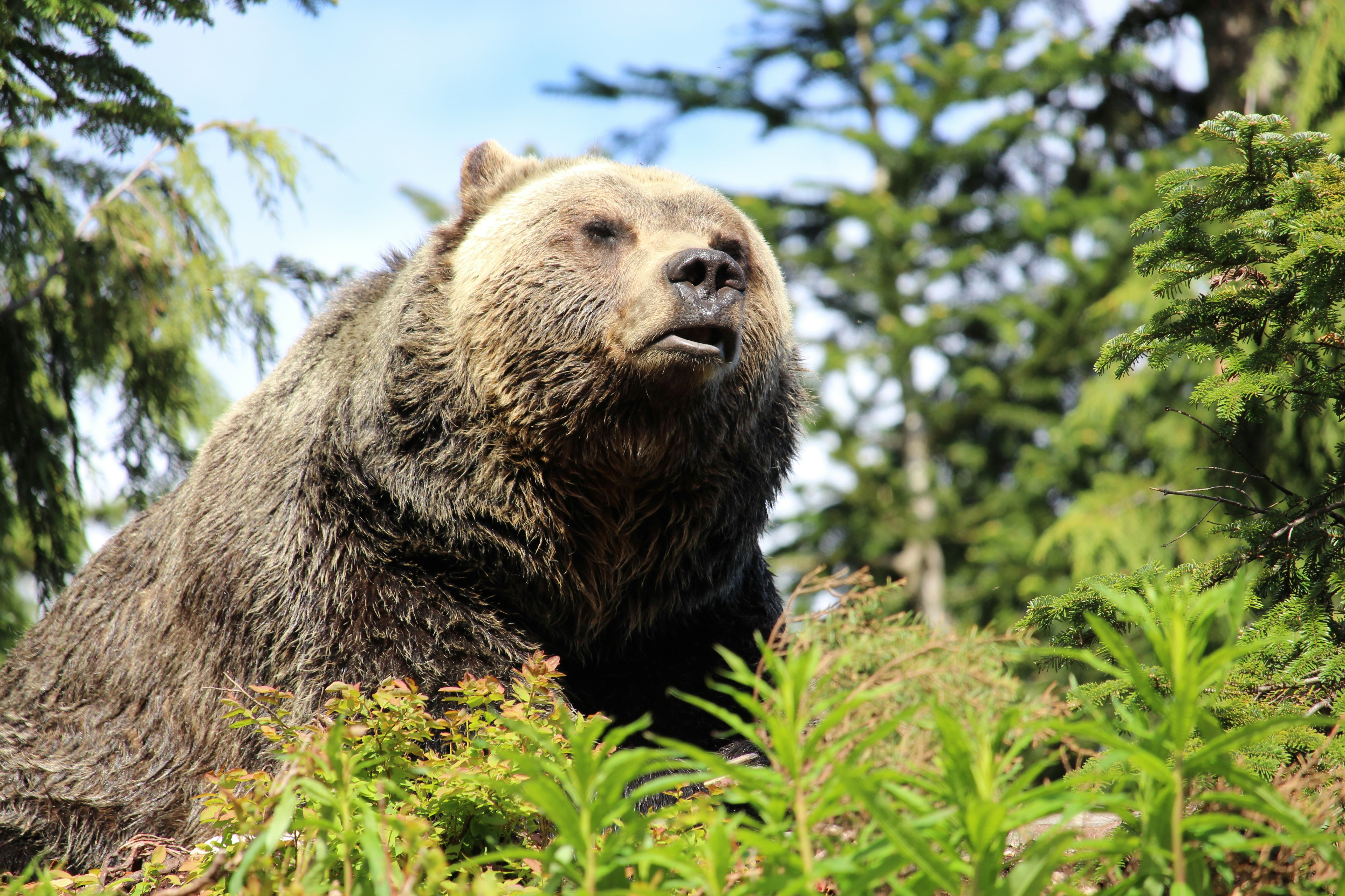 selective focus photography of gray bear beside plants during daytime