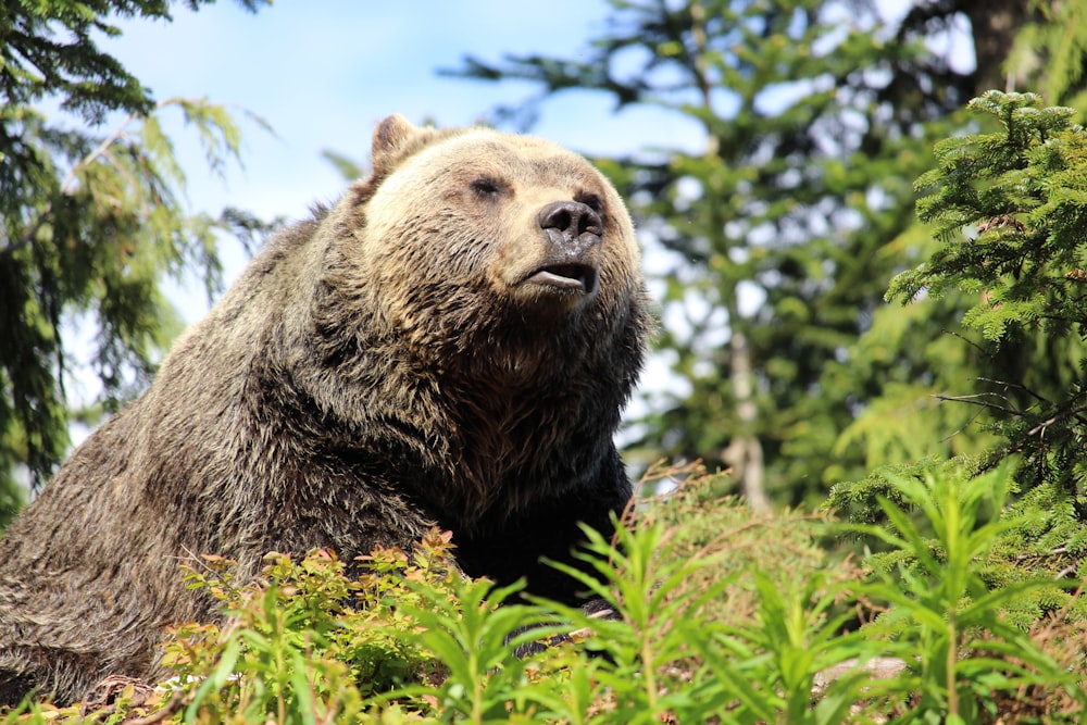 selective focus photography of gray bear beside plants during daytime