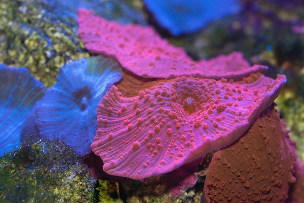 a close up of a pink and blue coral