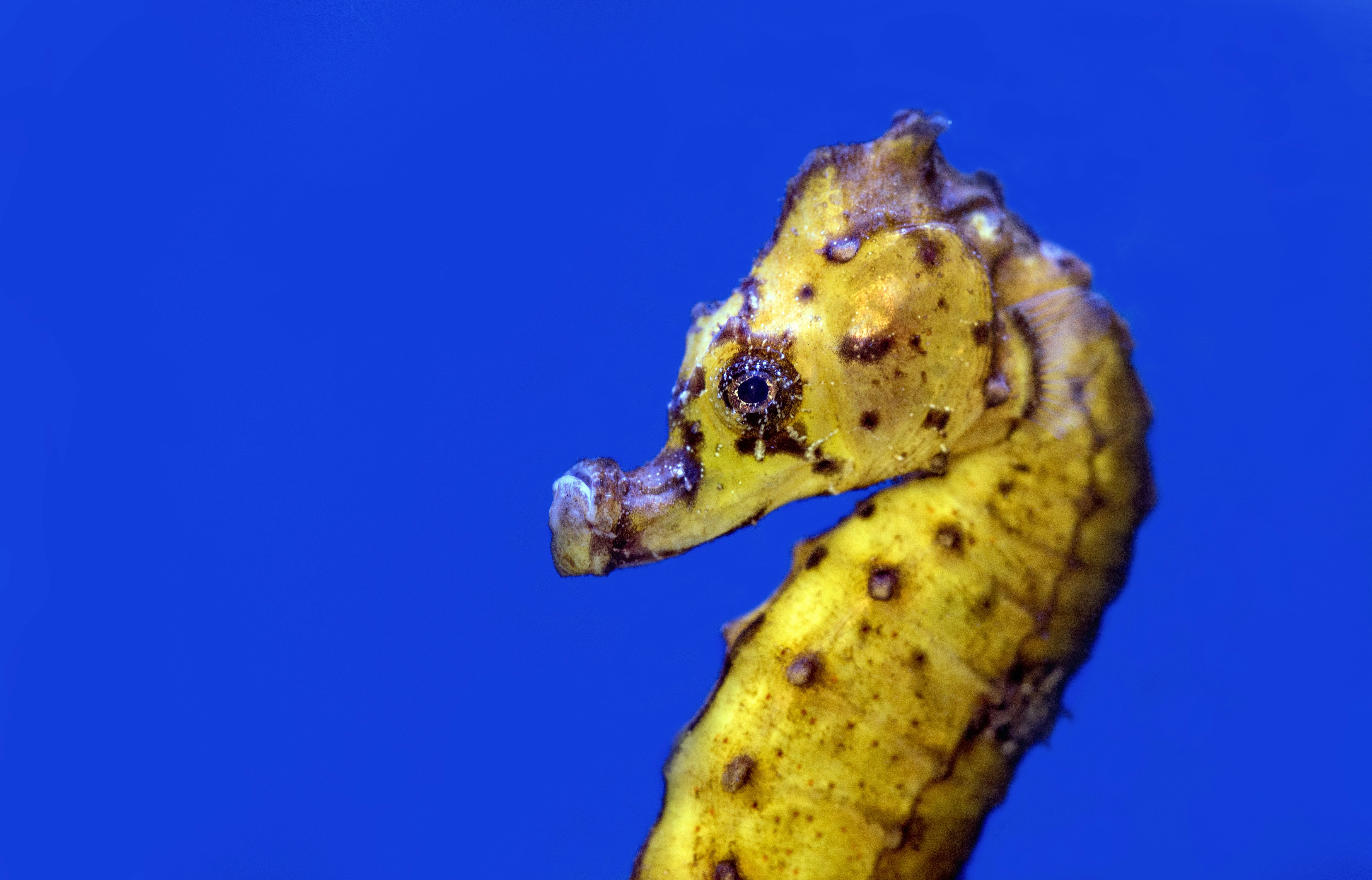 A lovely yellow seahorse at the Cairns Aquarium, Australia.