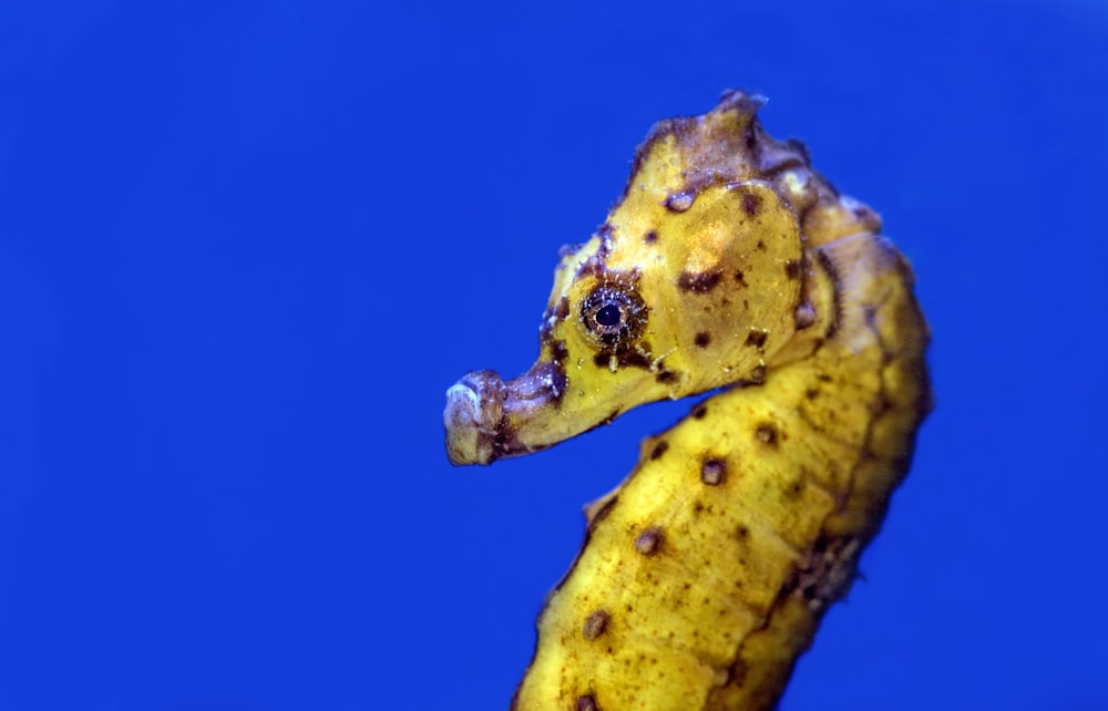 brown seahorse