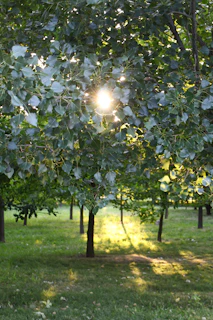 Sunlight filtering softly through tall trees in Lafayette Park, casting gentle shadows on the grass.