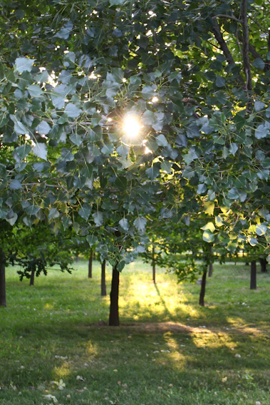 Sunlight filtering softly through tall trees in Lafayette Park, casting gentle shadows on the grass.