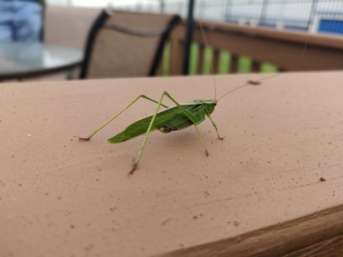 A vibrant green katydid is perched on a tan wooden surface. Its long, thin antennae extend from its head, and its body is slender with elongated legs.