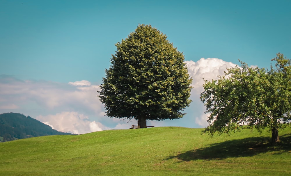 green and brown tree under clear blue sky