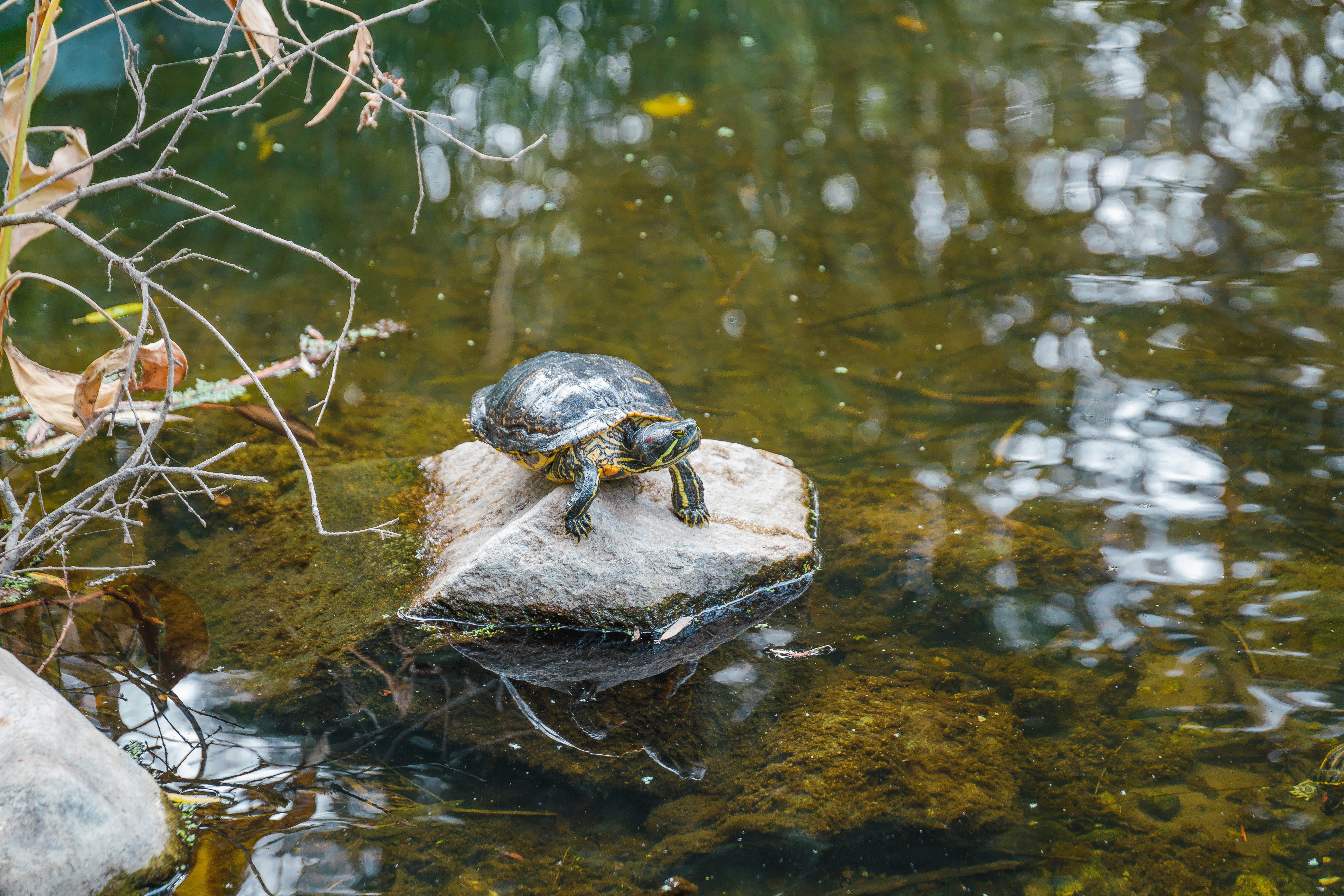 turtle on stone sea life zoom background