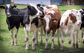 A group of black-and-white and brown-and-white cows standing behind a barbed wire fence in a grassy area. Each cow has an ear tag with a number. There are buildings and stacks of wood in the background.