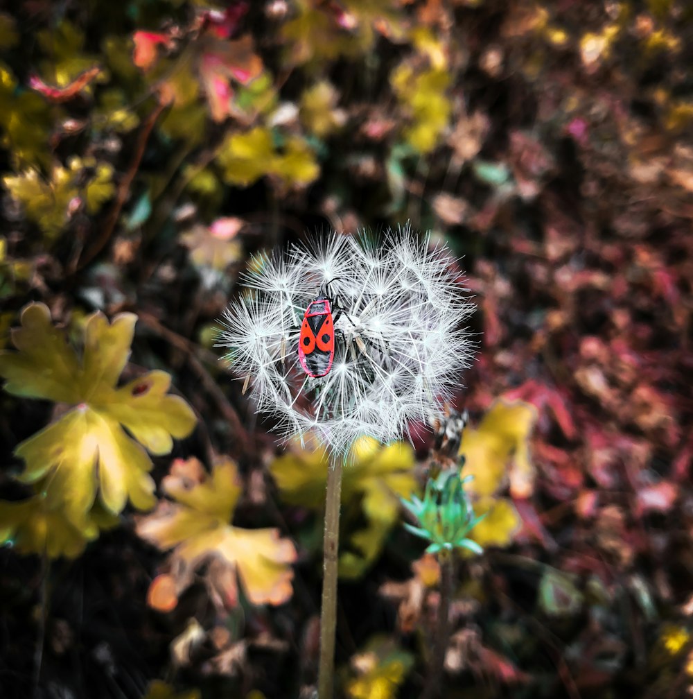 red and black bug on dandelion