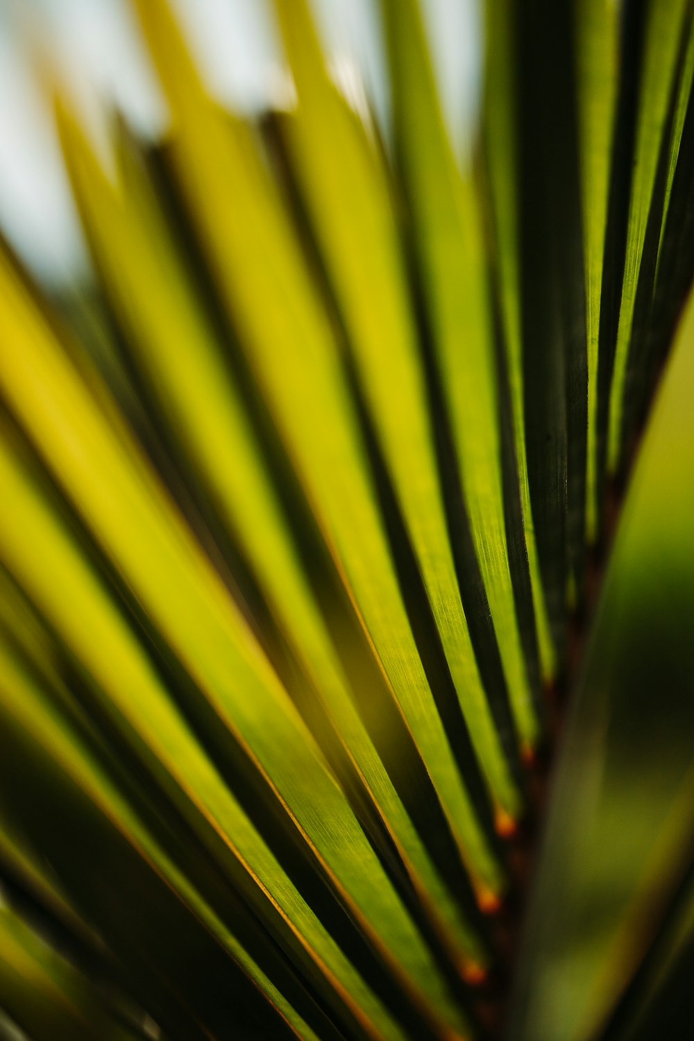 a close up view of a green leaf