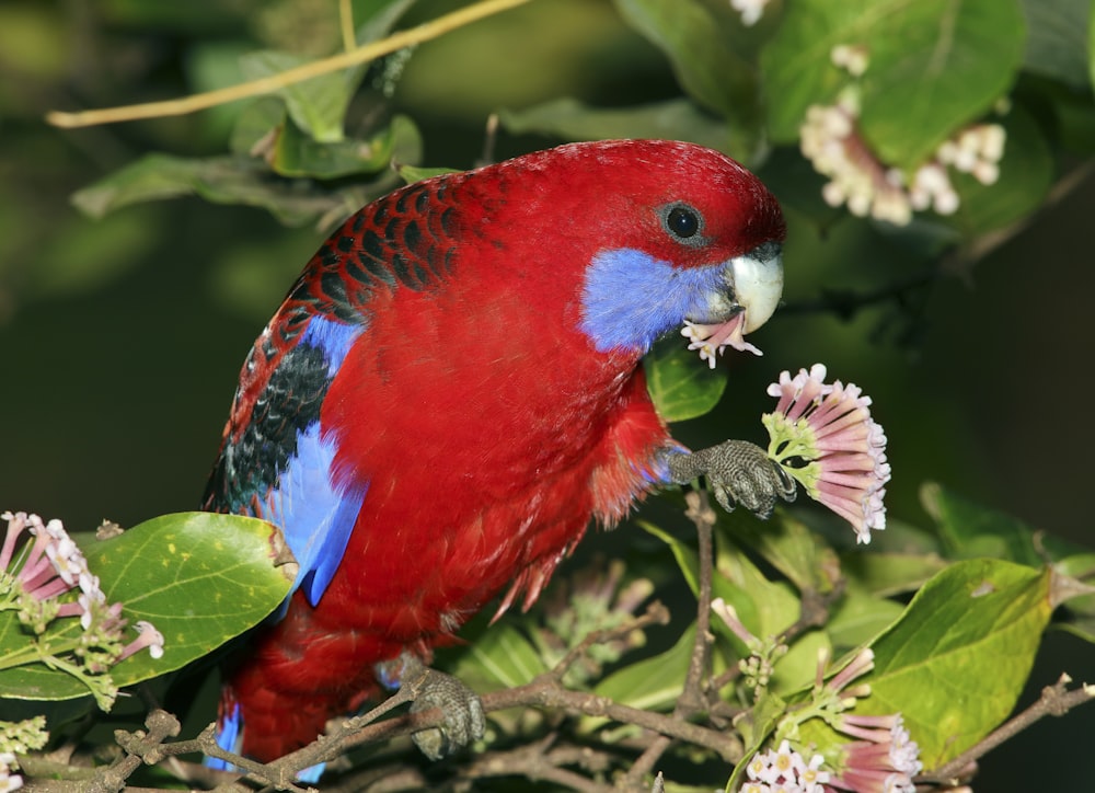 close-up photography of red bird perching on plant