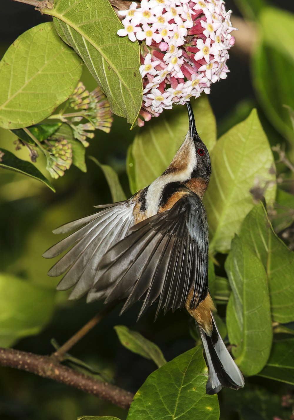 brown and black hummig bird