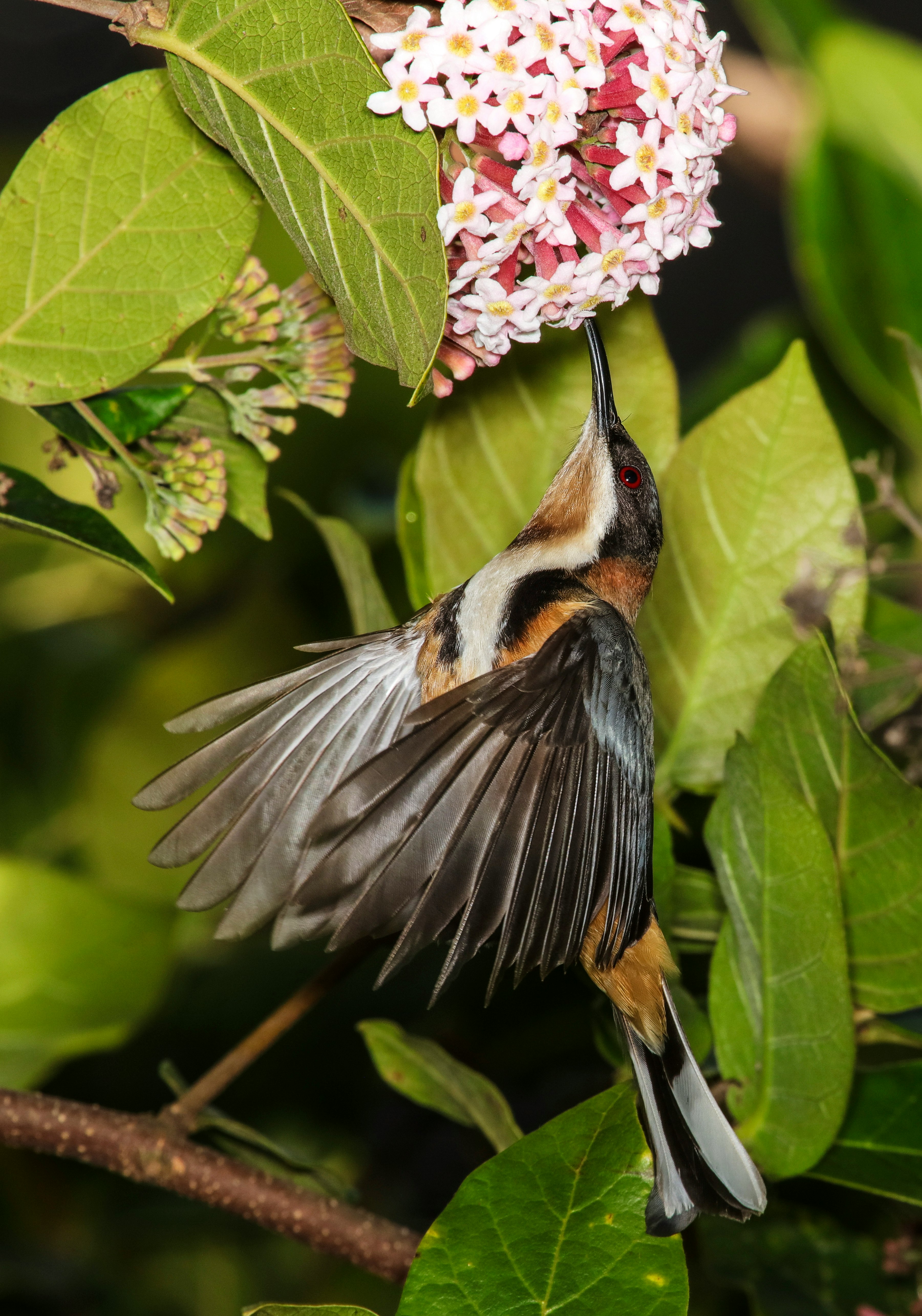 brown and black hummig bird