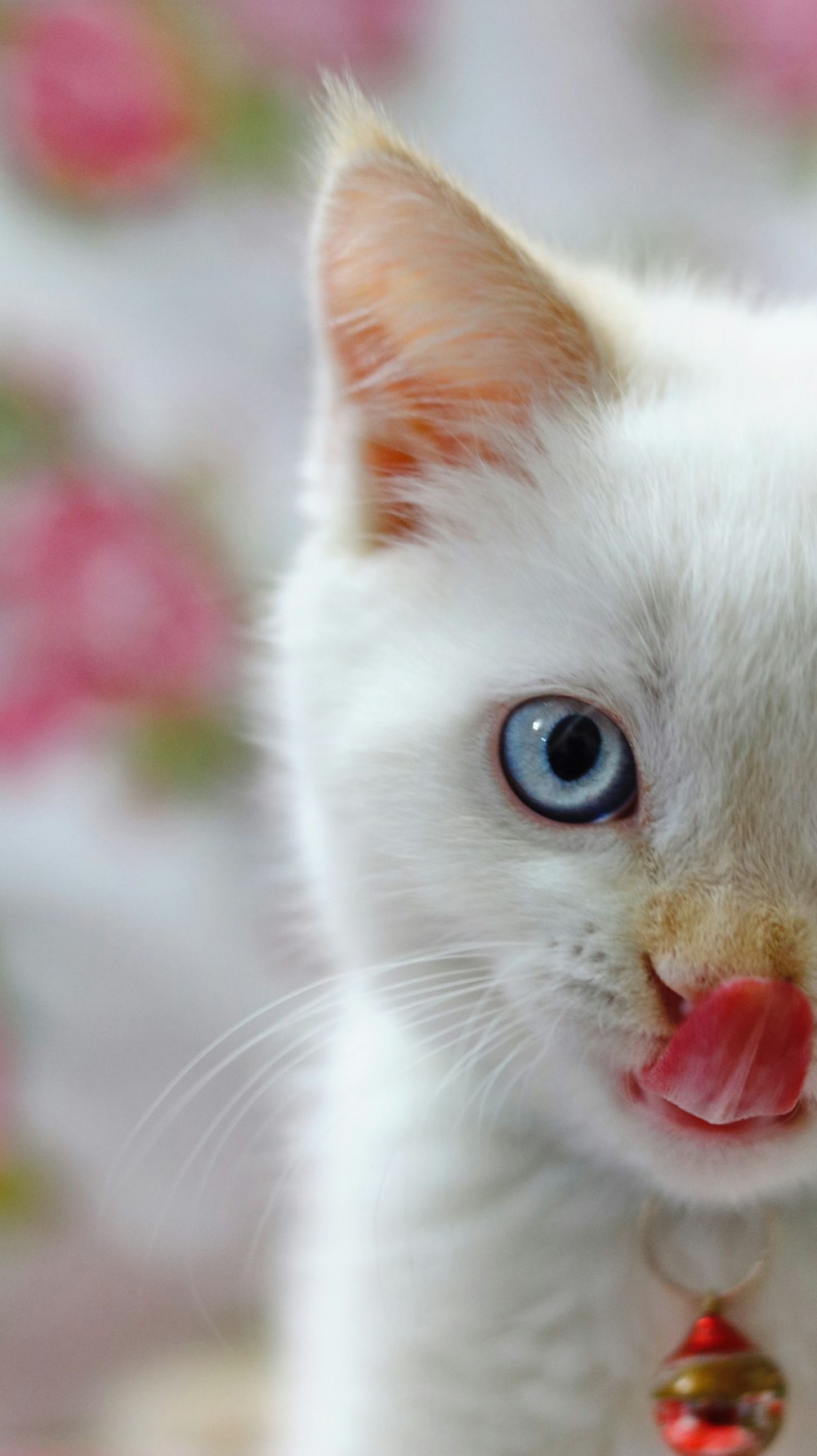 短い毛皮の白い子猫のクローズアップ写真