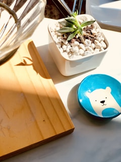 green-leafed plant in white pot