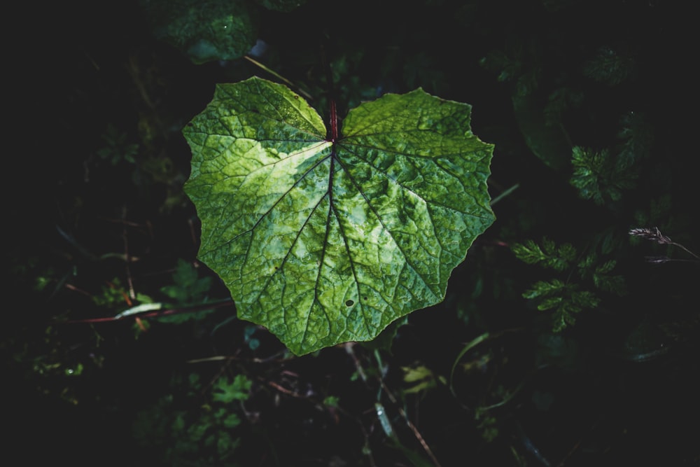 green leafed plant