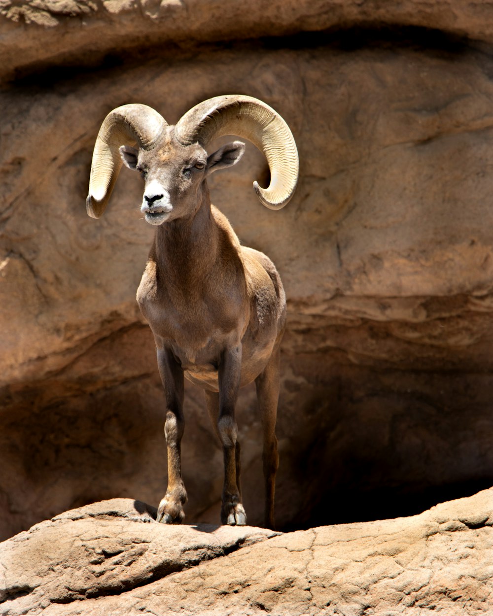 adult ram standing on rock