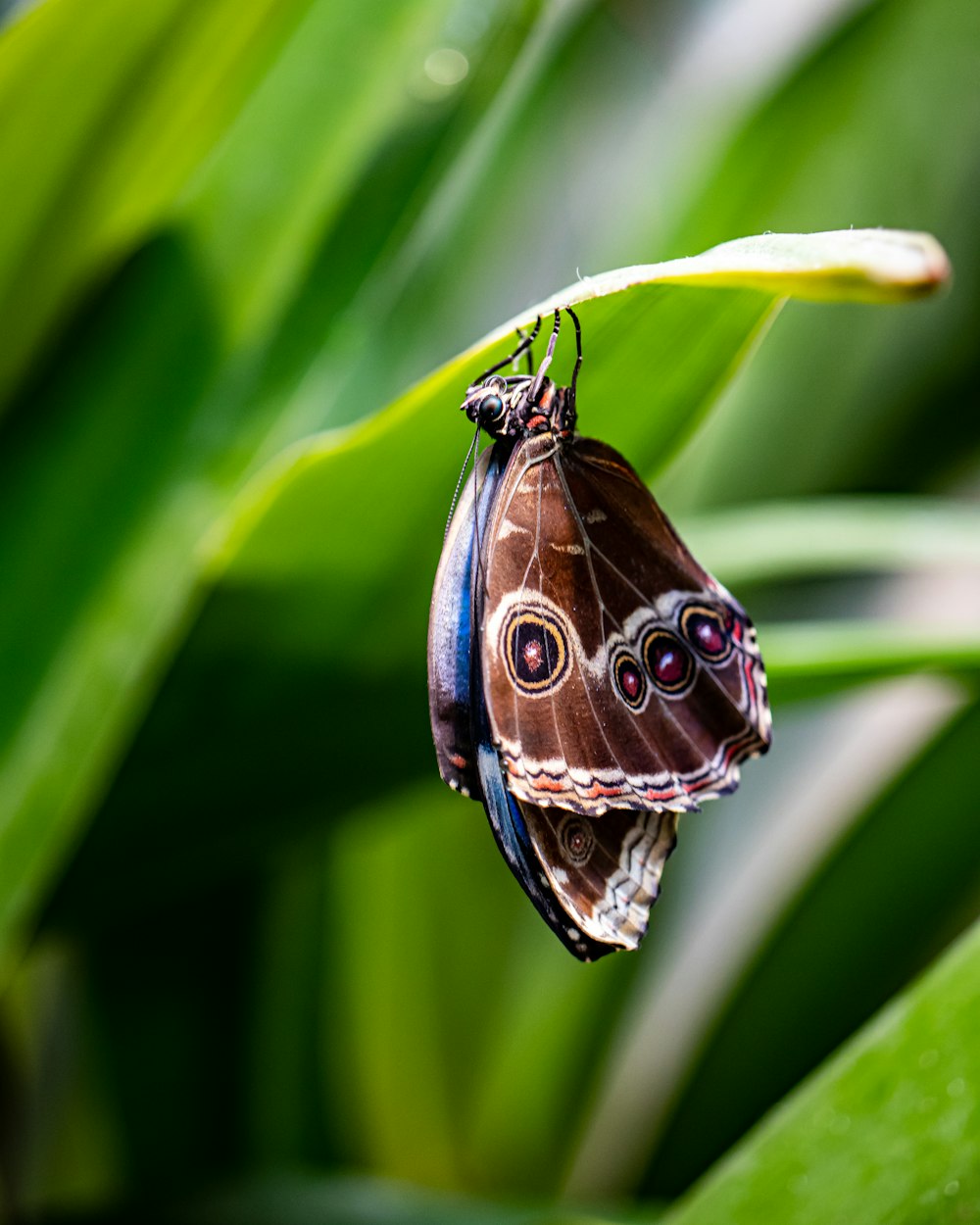 selective-focus photography of brown butterfly perching on plant