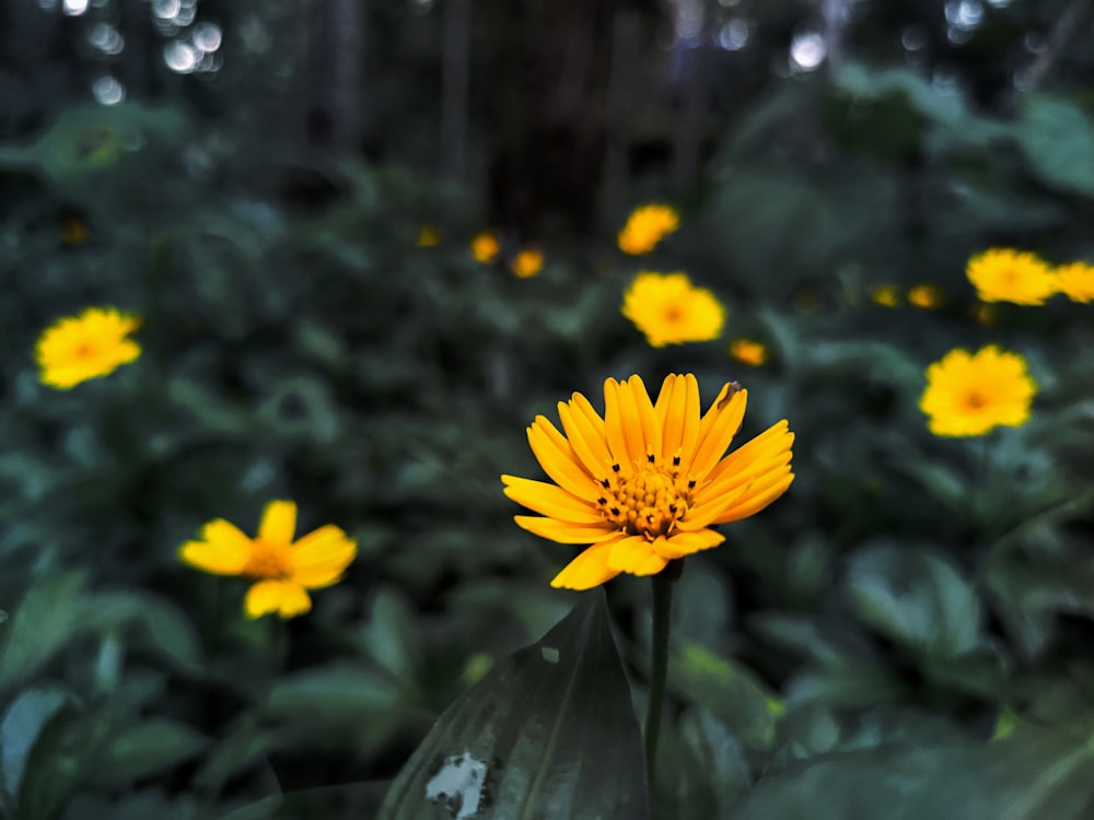 yellow petaled flower