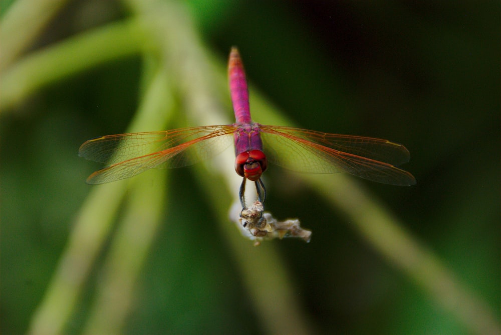 selective-focus photography of dragonfly perching on plant