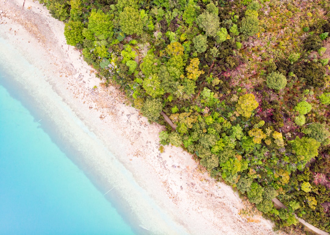 high angle photo of seashore and trees