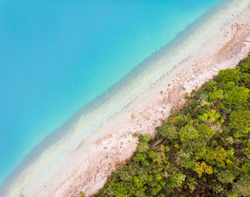 昼間の海辺の木々の航空写真