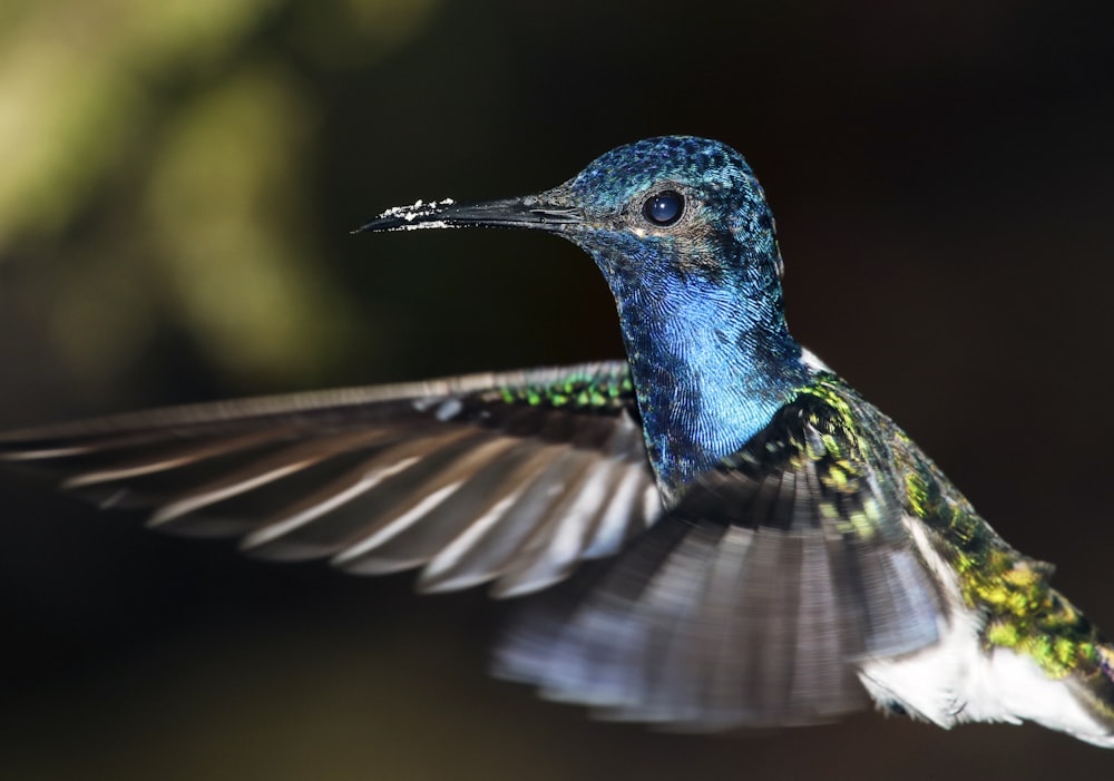 colibri bleu