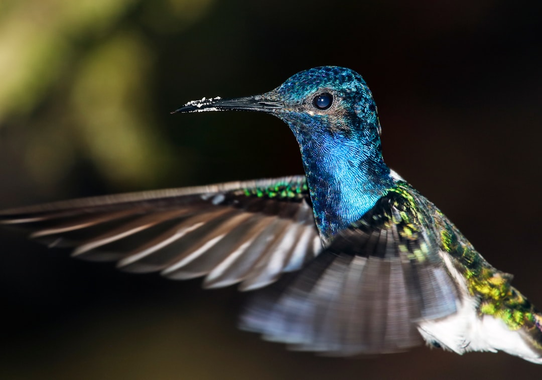 Wildlife photo spot Milpe Bird Sanctuary Otavalo