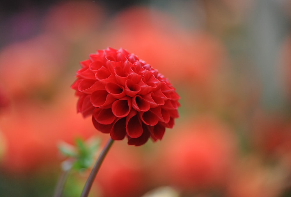 red-petaled flower