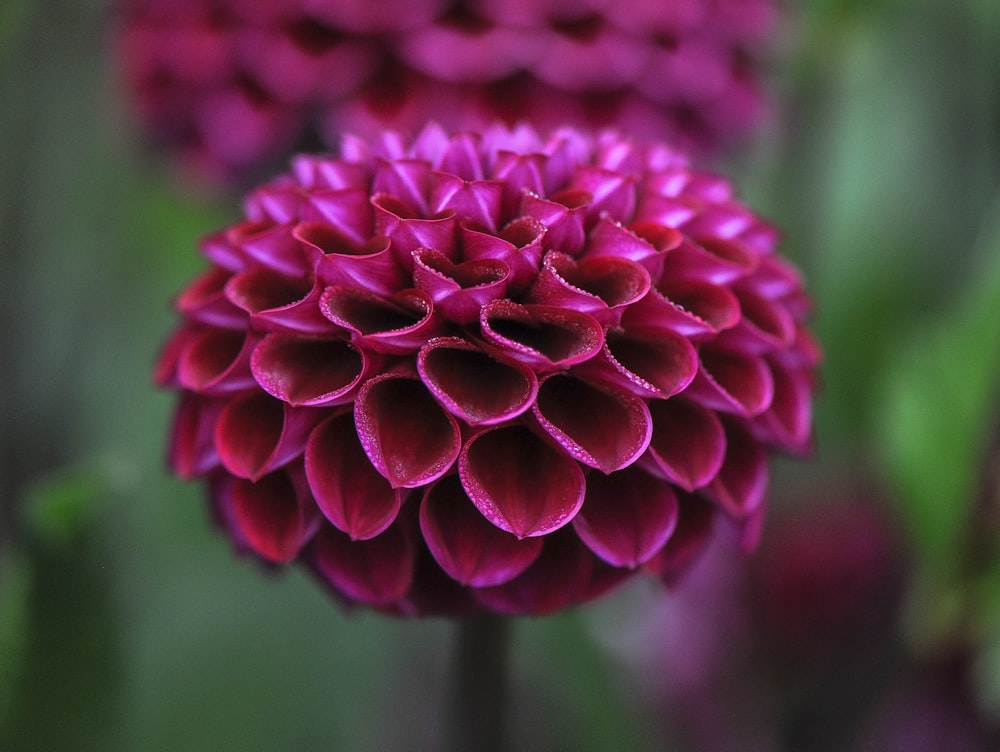 pink petaled flower