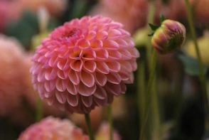 pink petaled flower