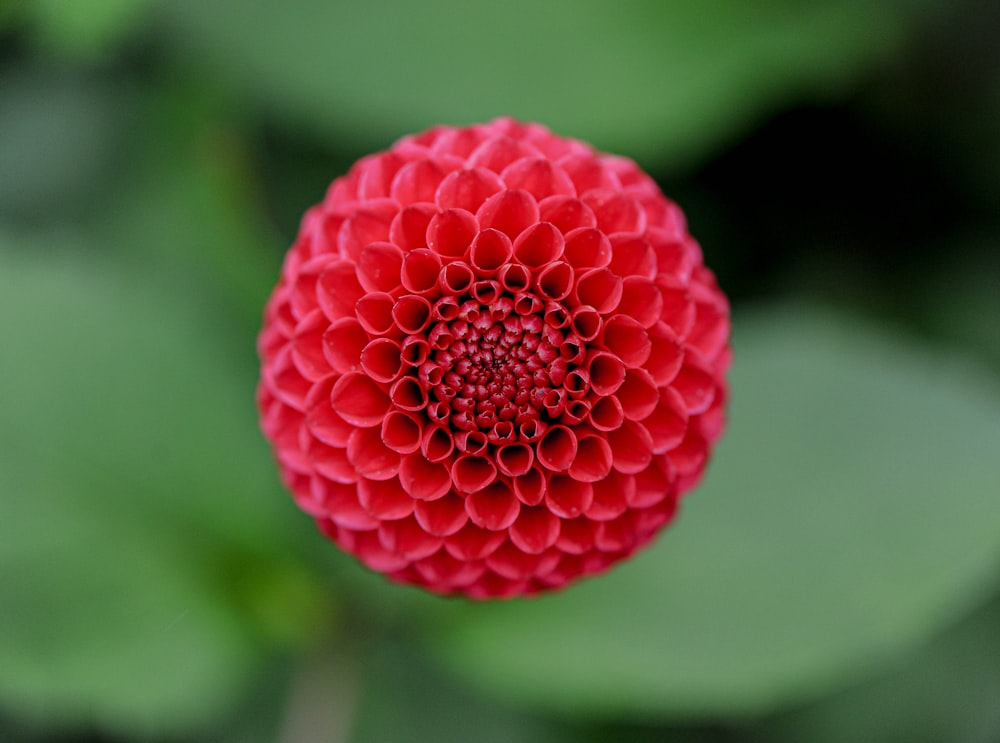 red petaled flower