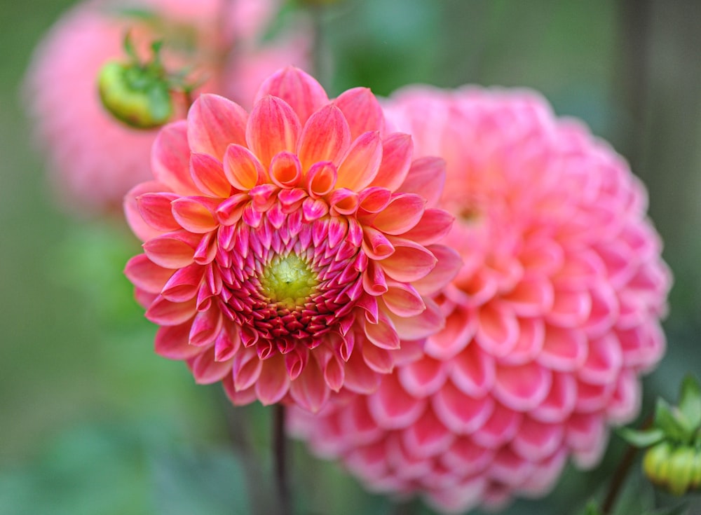 pink petaled flowers