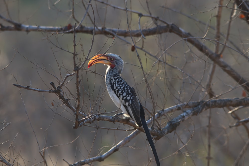 close-up photography of bird perching on tree