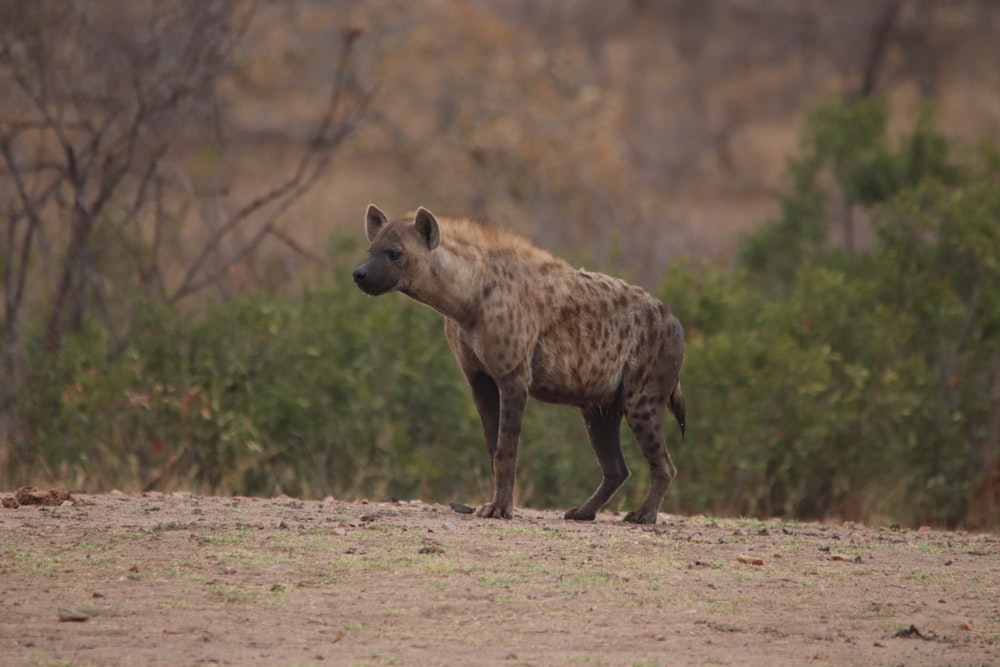 adult hyena on dirt ground