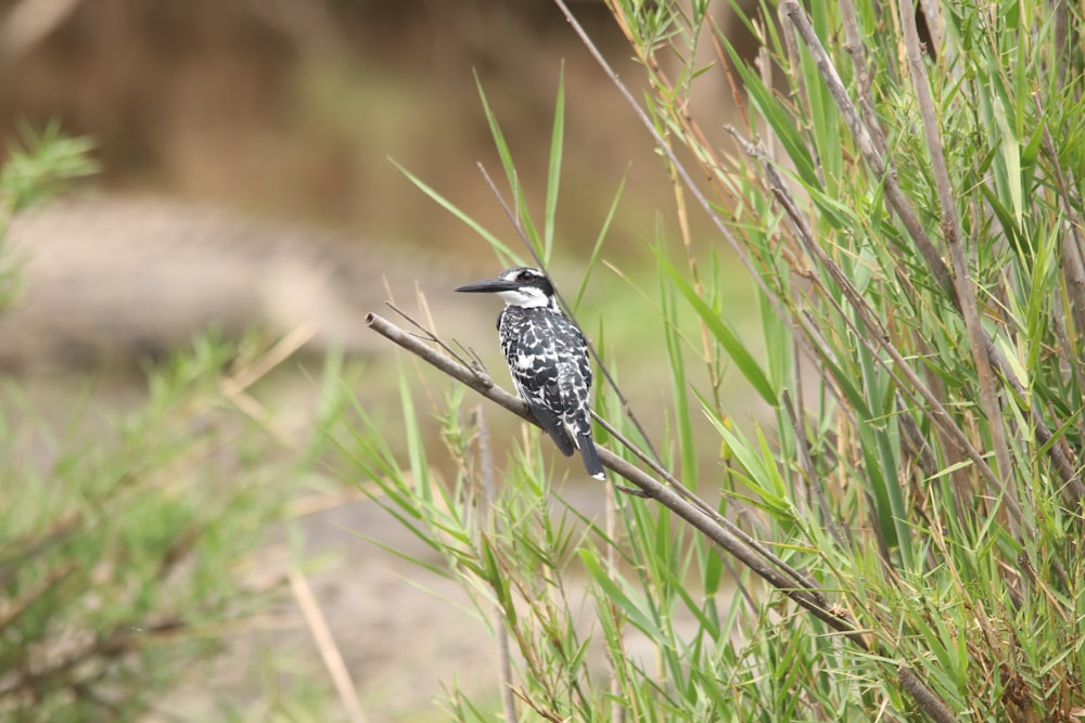 black and white bird at daytime