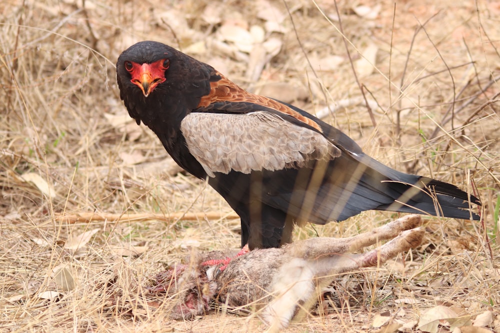 black, white, and brown hawk standing near dead animal