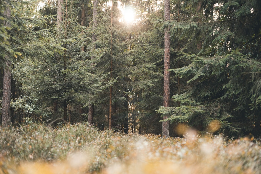 Un bosque lleno de muchos árboles altos