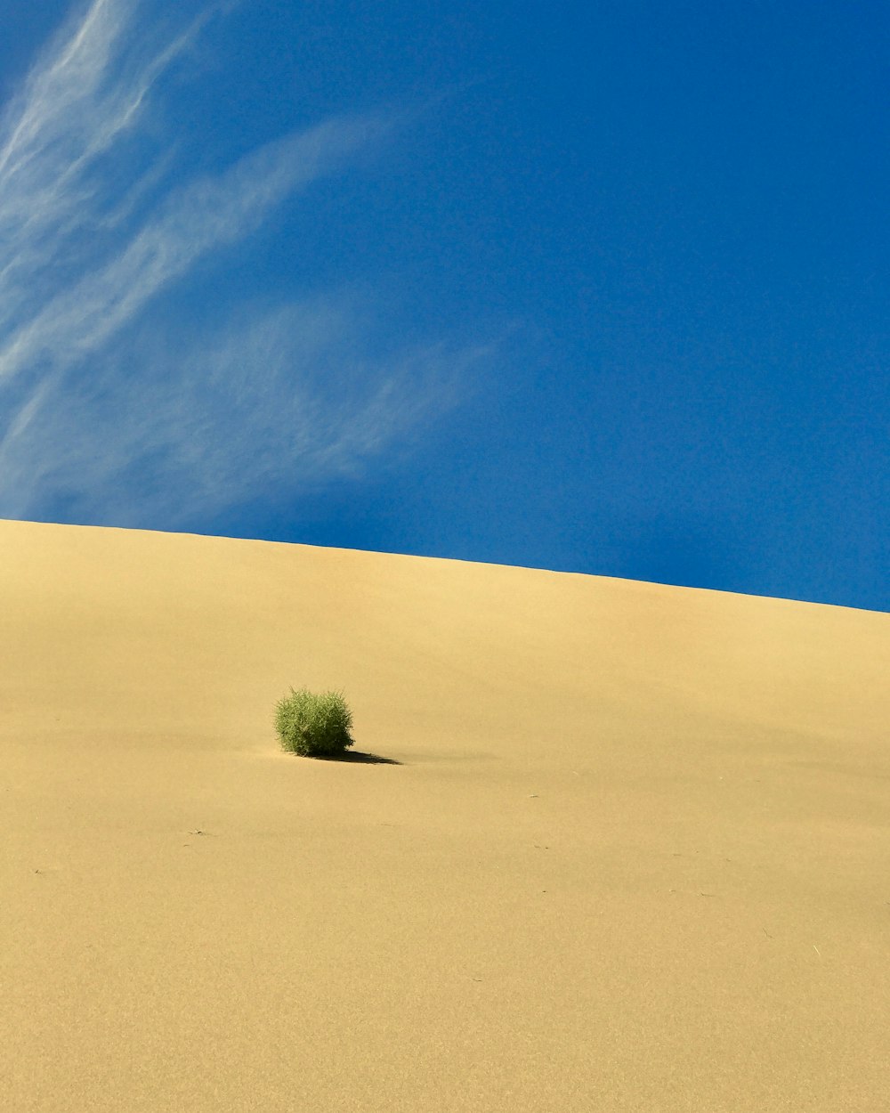 green leafed plant on desert at daytime