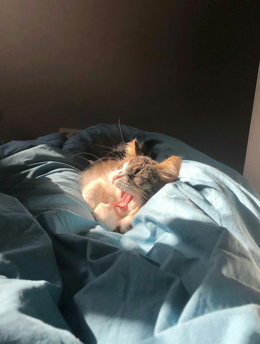 grey kitten on blanket