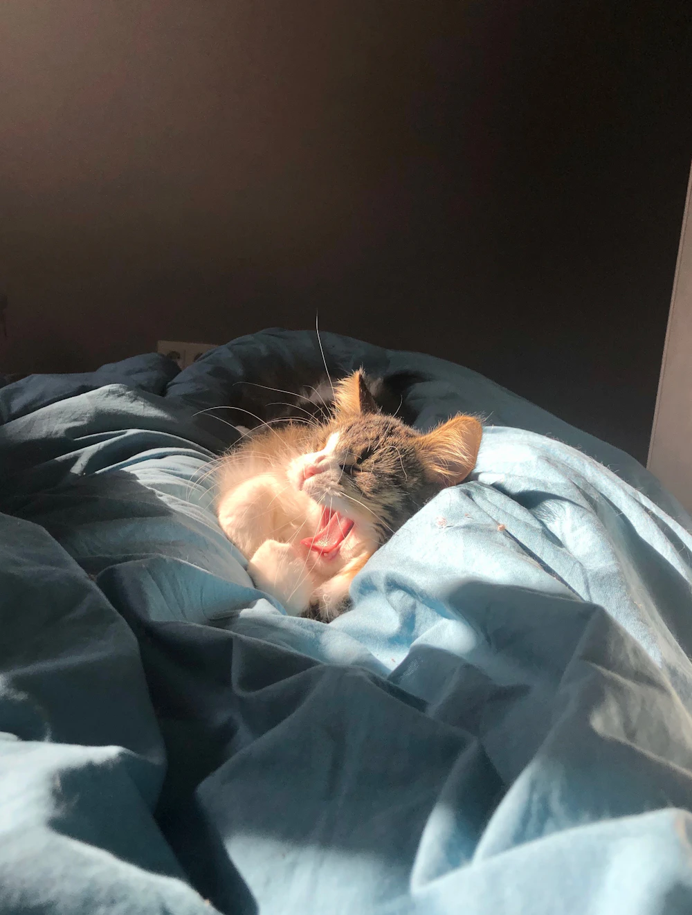 Grey Kitten On Blanket Photo Free Cat Image On Unsplash Grey Kitten On Blanket Photo Free Cat Image On Unsplash