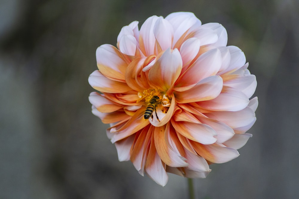 bee on flower on selective focus photography