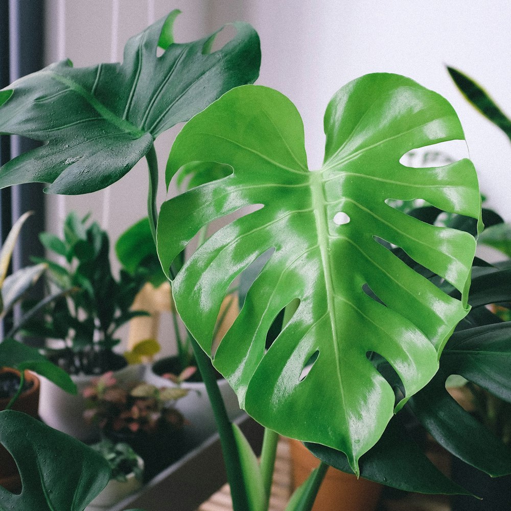 green-leafed plant