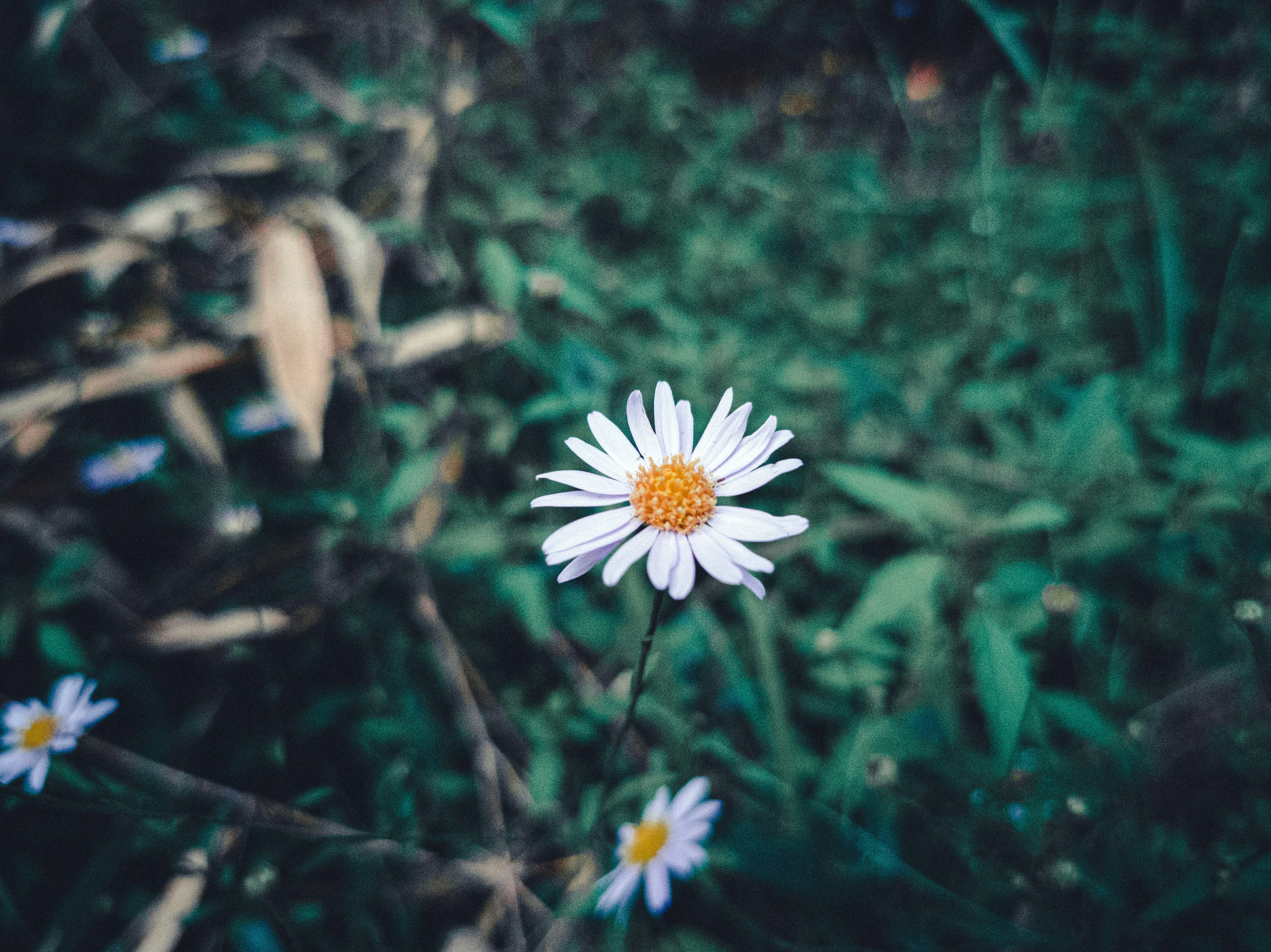 Photo by xiexianghua